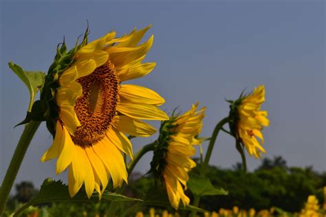 3 Sunflowers Stand On A Row Smithsonian Photo Contest Smithsonian