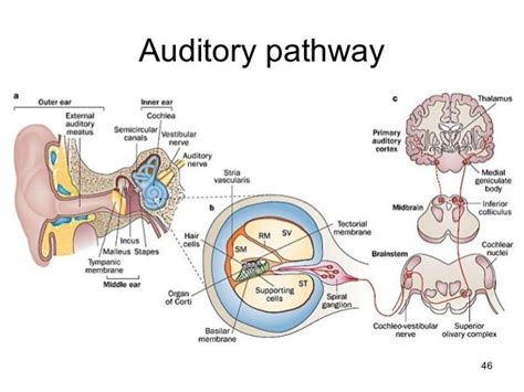 Auditory Pathway Flowchart