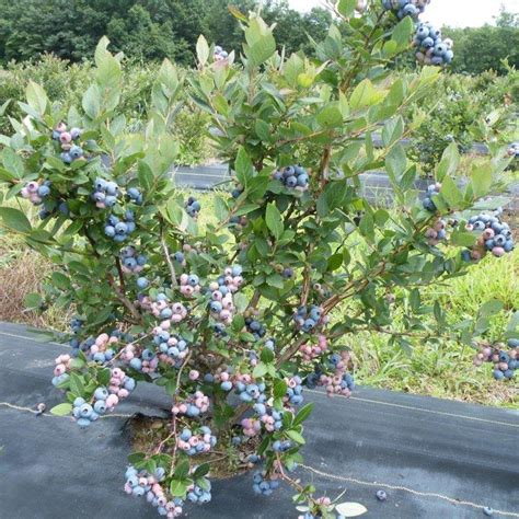 Growing Blueberries How To Plant Grow And Harvest