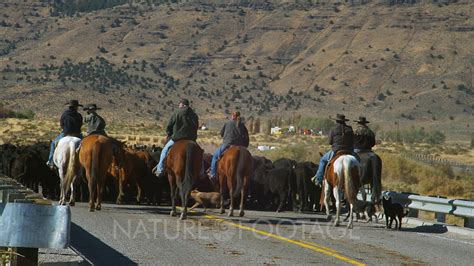Cowboys Drive Cattle On Highway In Eastern Oregon Youtube