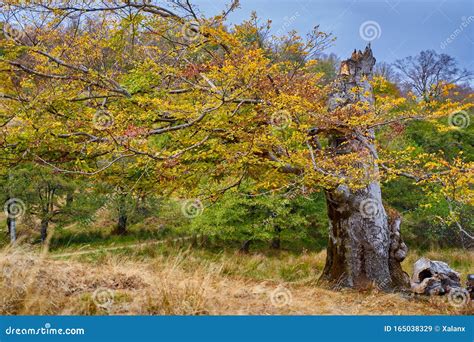 Old Beech Tree Stock Image Image Of Scene Branch Sunlight 165038329