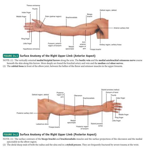 Surface Anatomy Of The Upper Limb Anatomy Surface Region