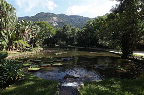 Vườn bách thảo của curitiba (vi); Fotos: O Jardim Botânico, o 'templo verde' do Rio de ...