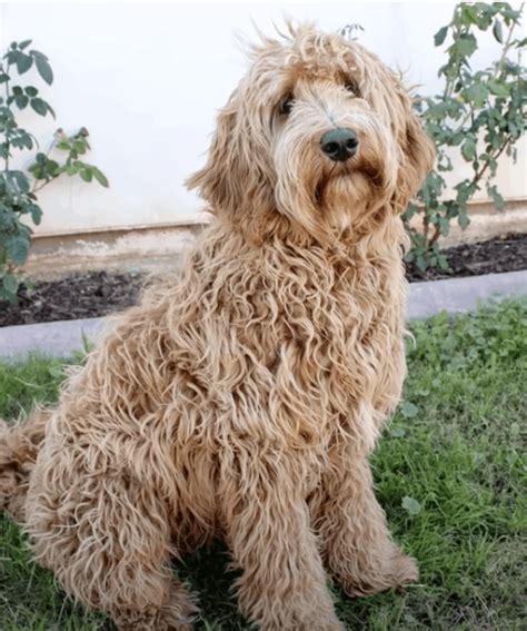Pros And Cons Of A Golden Labradoodle Lover Doodles