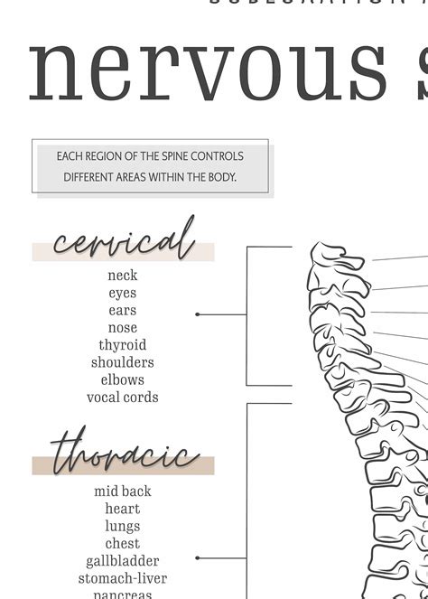 Chiropractic Nervous System Meric Chart Neutral Etsy Australia