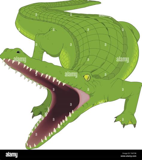 Alligator Illustration Hi Res Stock Photography And Images Alamy