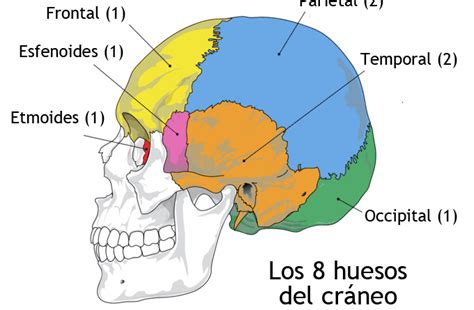 Huesos Del Cráneo Y Sus Funciones Principales 1 Ciencias Naturales