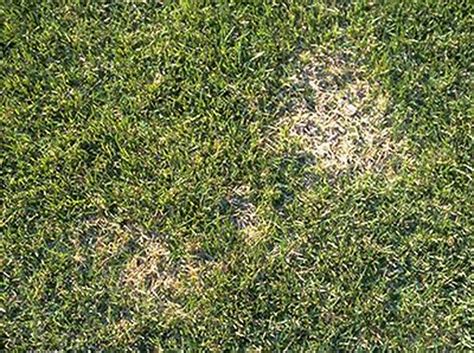 Lawn Pest And Disease Alert Brown Patch And Sod Webworm Natures