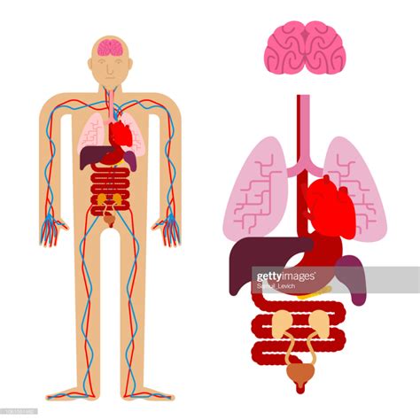 Human Anatomy Organs Internal Systems Of Man Body And Organs