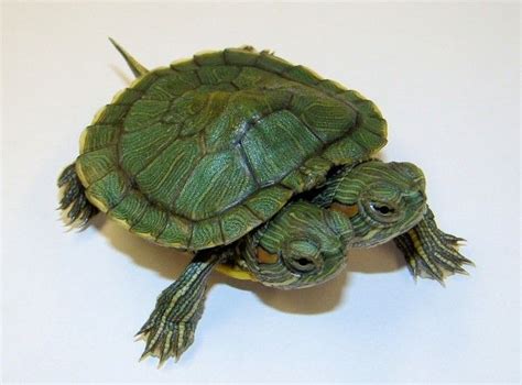 After you place the turtle in the container, remove the remains of the egg from the incubator. Hatchling Two Headed Red Ear Slider Turtles for sale | Red ...