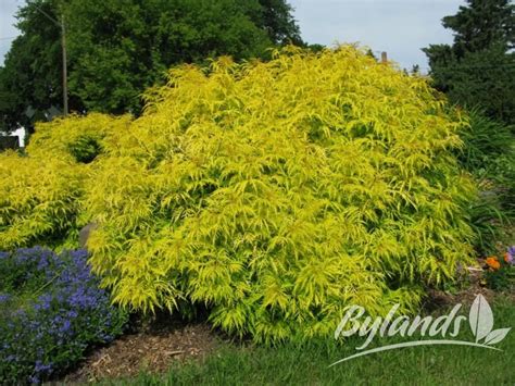 Different types of elderberry plants. Sambucus racemosa 'Morden Golden Glow' | Un sureau dans ...