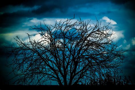 Ominous Silhouette Of A Tree On Sky Background Photograph By Sergey