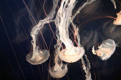 Deadliest Jellyfish In The World Salt Water Coral Tank