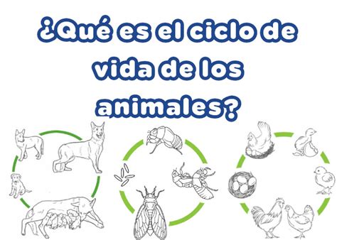 Qué Es El Ciclo De La Vida De Los Animales ️ Incluye VÍdeo