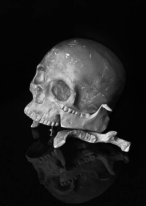 Free Images Black And White Skull Smile Bone