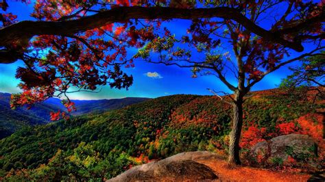 Landscape View Of Green Red Orange Leafed Trees Covered Mountains Under