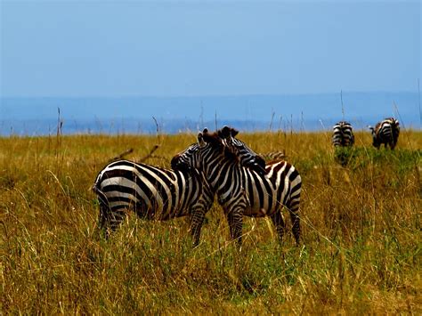 Hd Wallpaper Zebra Africa Safari Wildlife Safari Animals Nature