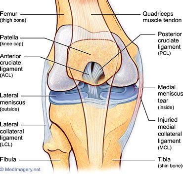 Use of orthobiologics such as platelet rich plasma and mesenchymal stem cells show promise in augmenting surgical. meniscus-repair