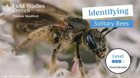 Identification Of Solitary Bees Mmu 2023 Field Studies Council