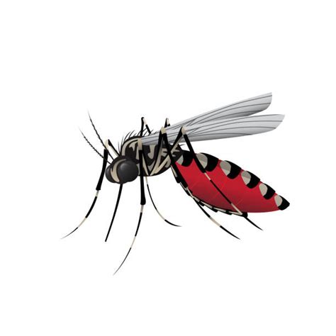 Chikungunya Virus Illustrationen Und Vektorgrafiken Istock