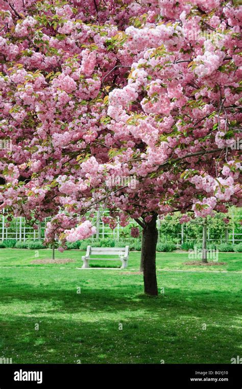 Brooklyn Botanic Gardens Cherry Blossom Hi Res Stock Photography And