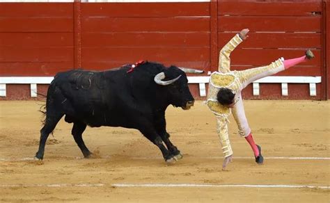 Matador Gored Direct In The Bum And Flung In The Air As Raging Bull