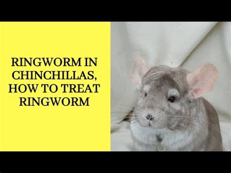 You will end up with a very bad chemical burn that will be highly painful. Ringworm in chinchillas , how to treat ringworm - YouTube