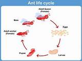 Fire Ants Life Cycle