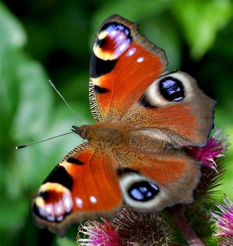 Butterfly pose is a pose that encompasses the entire hip area and opens inner thighs, back and hip flexors. Peacock Butterfly | Most beautiful butterfly, Peacock ...