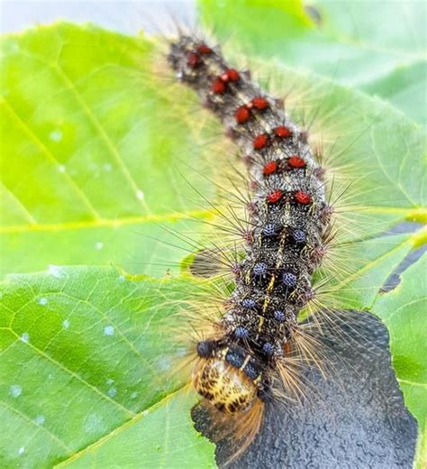 Lymantria Dispar Caterpillars Are Out And About Landscaping
