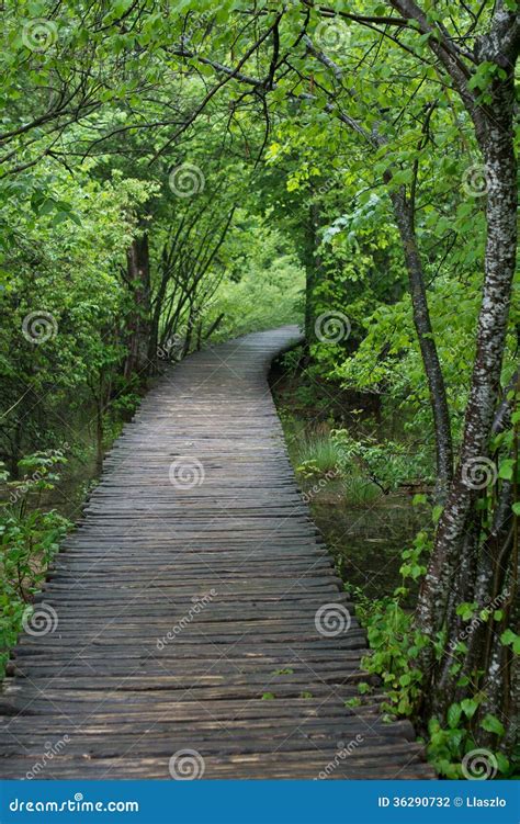 Wooden Walkway Through Forest Stock Photo Image Of Walkway Landscape