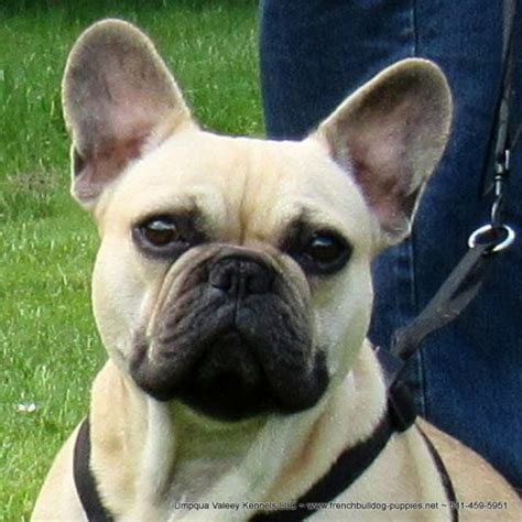 Buy and sell on gumtree australia today! French Bulldog puppy dog for sale in drain, Oregon