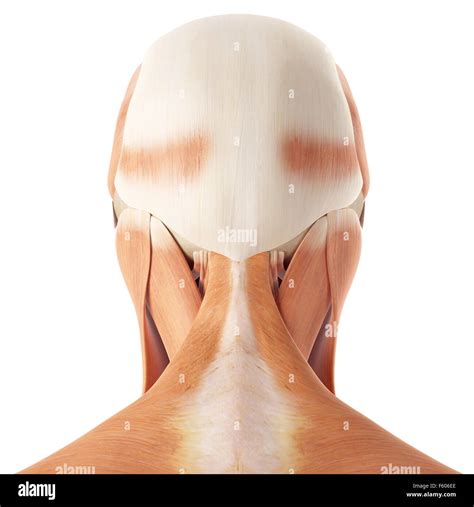 Medizinische Genaue Abbildung Der Nackenmuskulatur Stockfotografie Alamy
