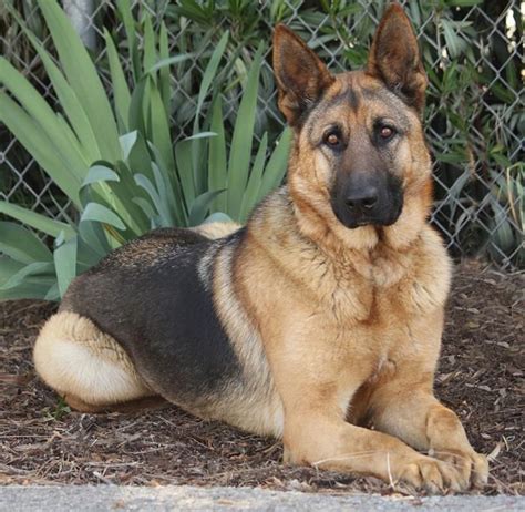 According to the fci, the breed's english language name is german shepherd dog. Looks like my Kodiak Bear only full grown :) | Shepherd ...