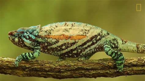 Til How Chameleons Change Color National Geographic Society