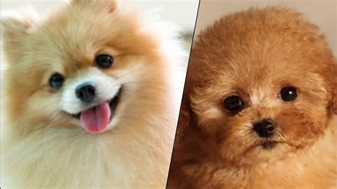 Top 10 Cutest Dog Breeds Youtube