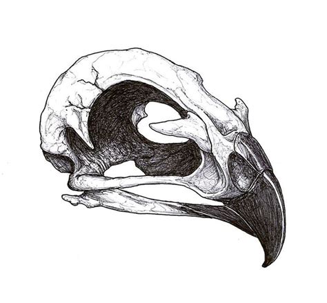 Pin By Sheila Shy On Tattoos Animal Skull Drawing Skull Tattoo