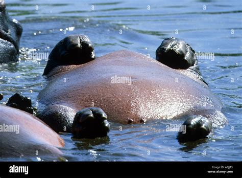 Hippopotamus Or Hippo Hippopotamus Amphibius Lying On The Back In