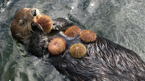 5 Interesting Facts About Sea Otters Haydens Animal Facts