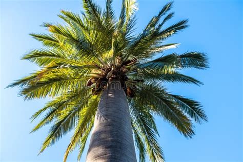 Beautiful Palm Tree Top Stock Image Image Of Plant 169592651