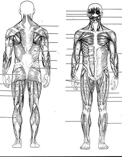 Diagram Of Muscles Colouring Pages