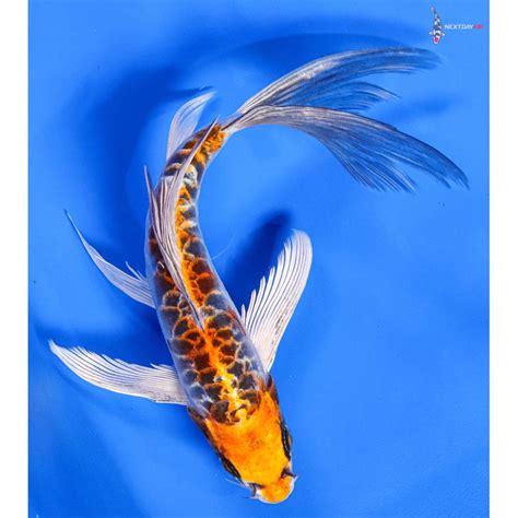 7 Imported Armor Scaled Kujaku Butterfly Koi Koi Fish For Sale