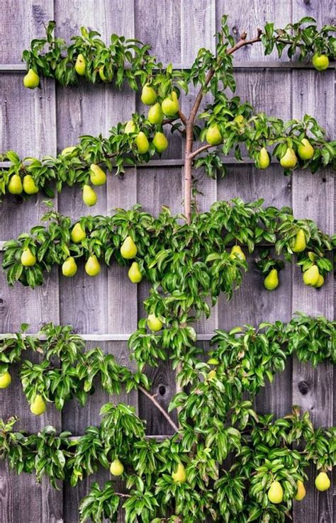💚💚💚 Espalier Fruit Trees Fruit Garden Growing Fruit Trees