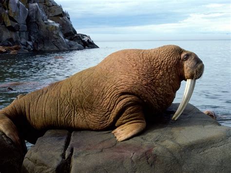 Pacific Walrus Times Your Stuff Work