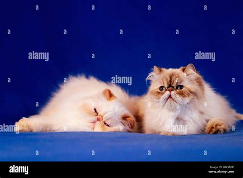 Liegende Perserkatzen Lying Persian Cats Stock Photo Alamy