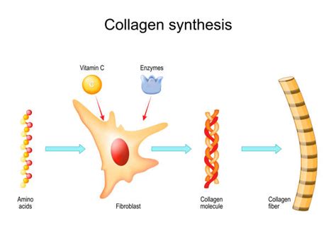 5400 Collagen Diseases Stock Photos Pictures And Royalty Free Images
