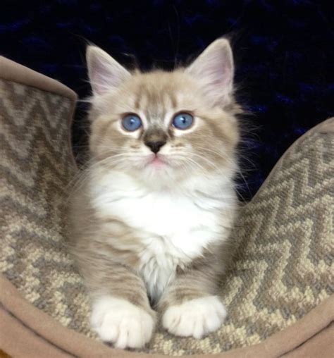 Ragdoll cat colors & patterns: Ragdoll Cats in many Colors and Patterns -Jamila's ...