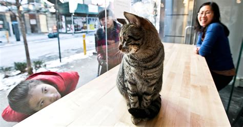 Cat café is a stress free space where cats and humans come along side each other and unwind. Cat Cafe Offers a Place to Snuggle, With Reservations ...