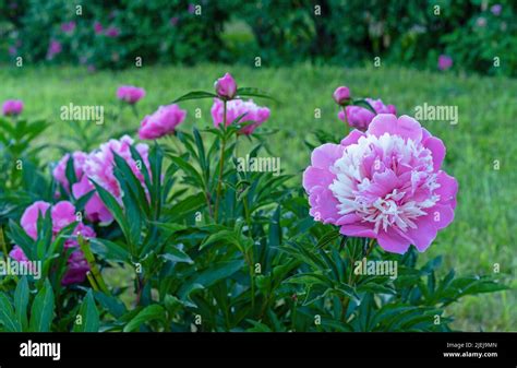 White Pink Peony Blooms In The Summer Garden Peony Officinalis Lat