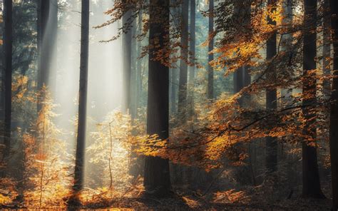Wallpaper Sunlight Trees Landscape Fall Leaves Nature Sky Wood